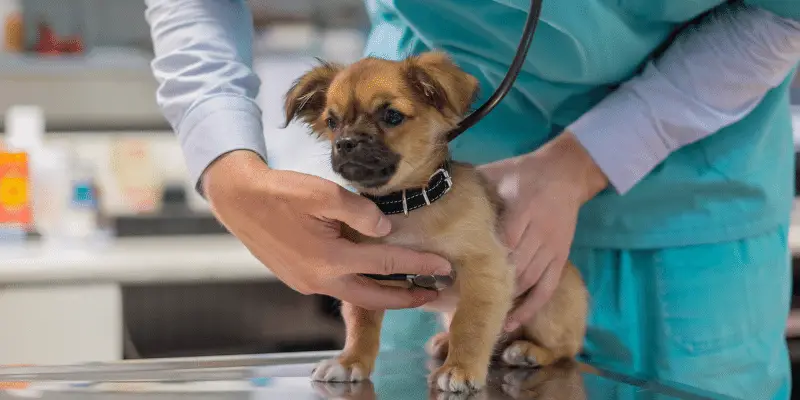 puppy getting vet examination