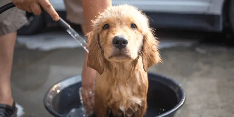 puppy lab retriever bath
