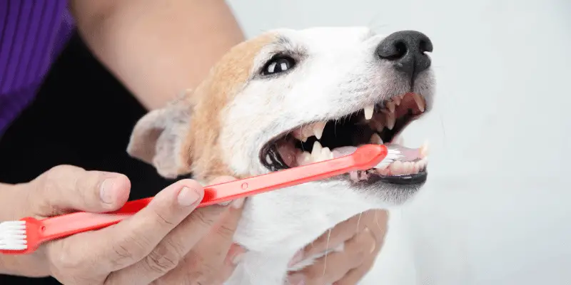 Puppy tooth brushing