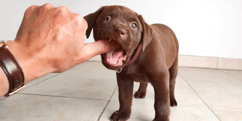 Puppy tooth check