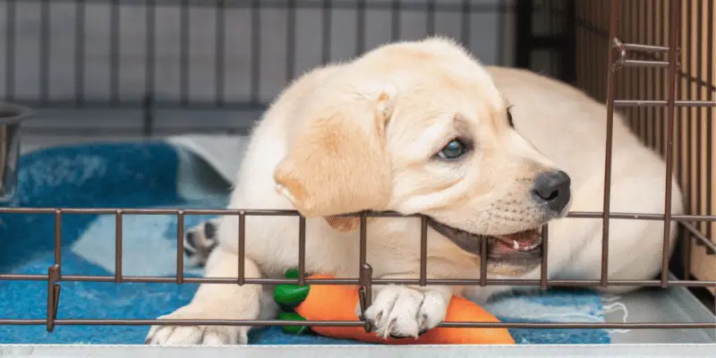 Six-Week-Old Labrador Puppy Bites an Iron Cage