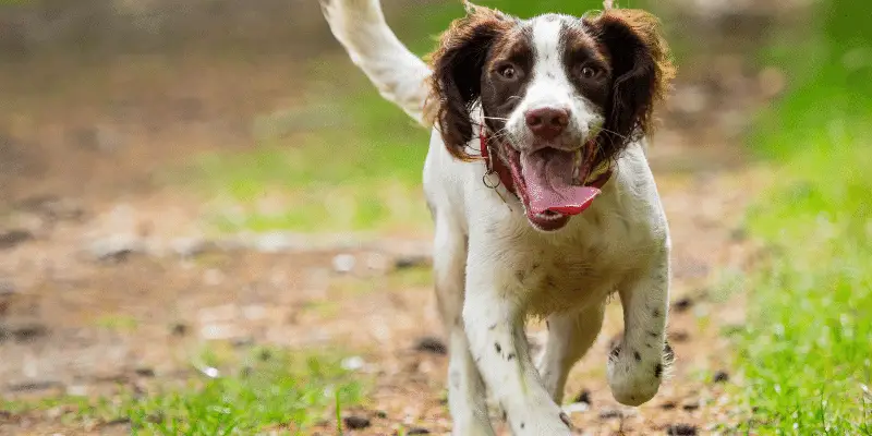 Springer Spaniel puppy