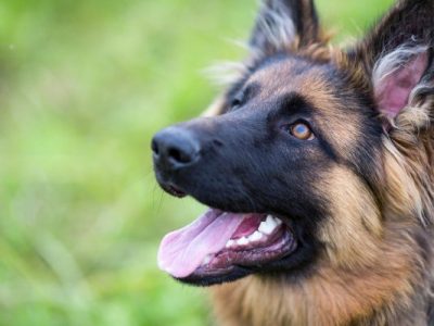 German Shepherd portrait