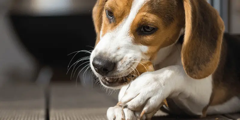 beagle puppy chewing on a treat
