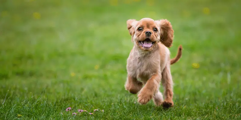 cavalier king charles spaniel puppy running