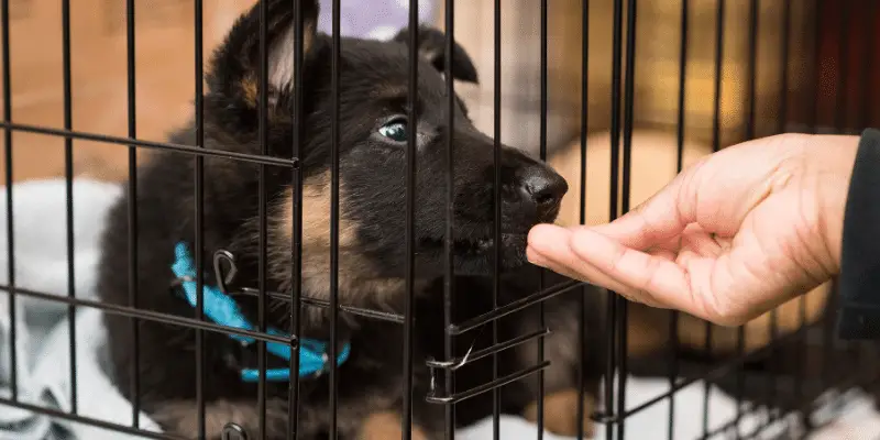 dog in crate