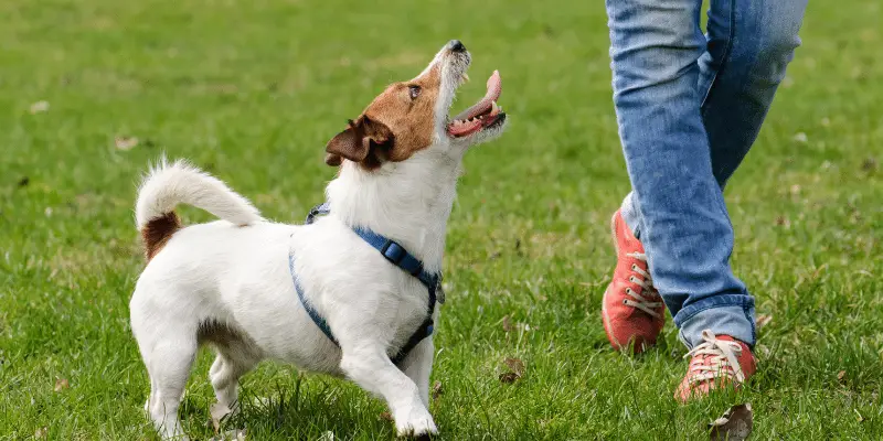 dog exercising in park