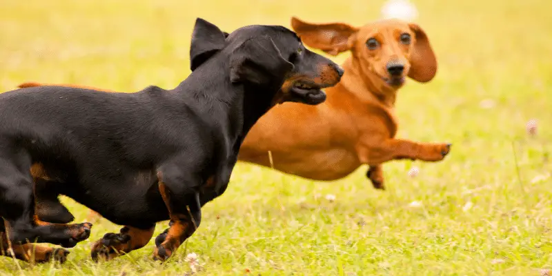 dog exercising