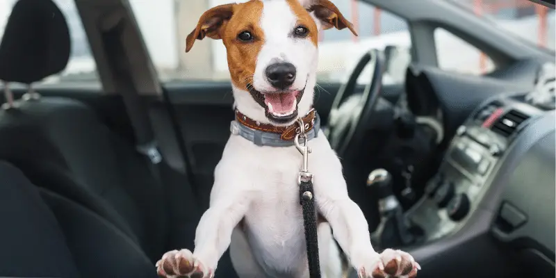 dog in car