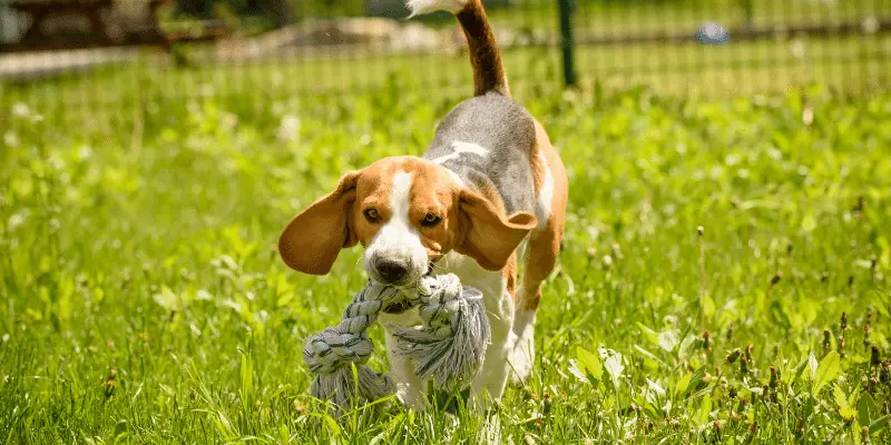 dog playing in garden