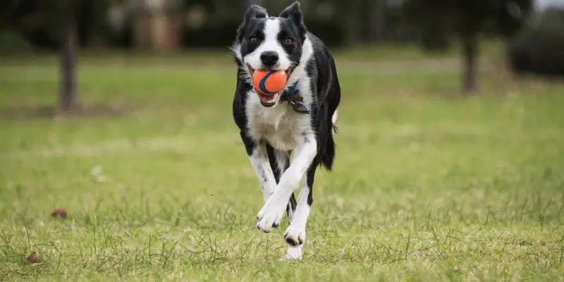 dog running with ball