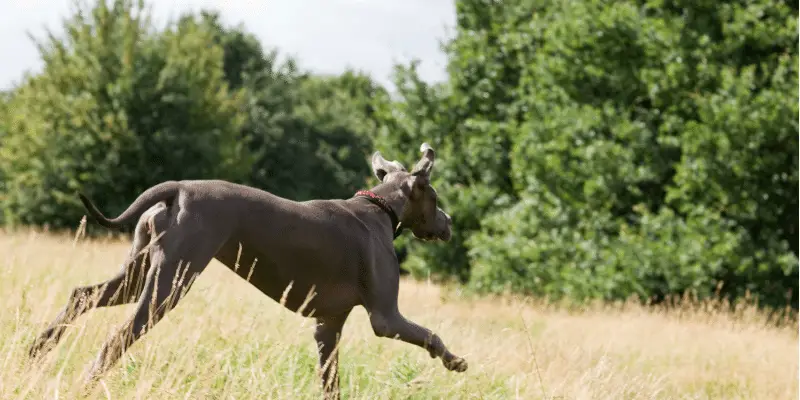 dog running