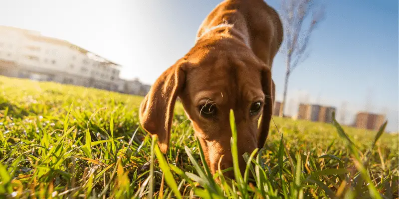 dog sniffing grass