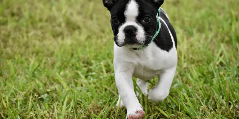 french bulldog puppy