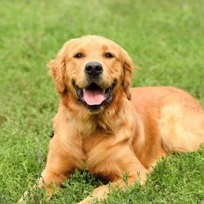 golden_retriever_profile_breed