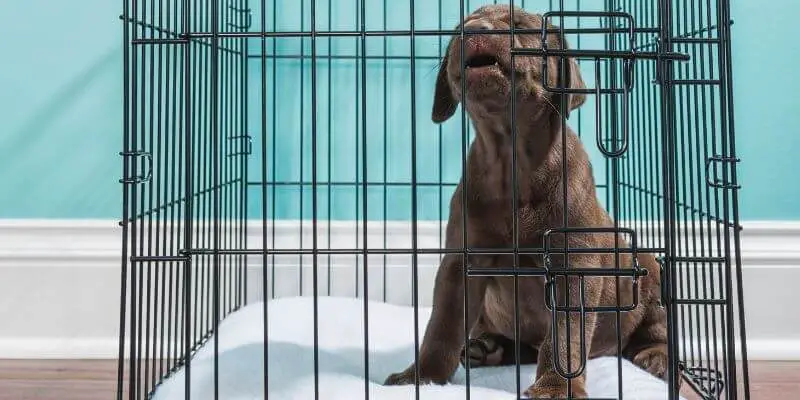 lab Puppy crying in crate