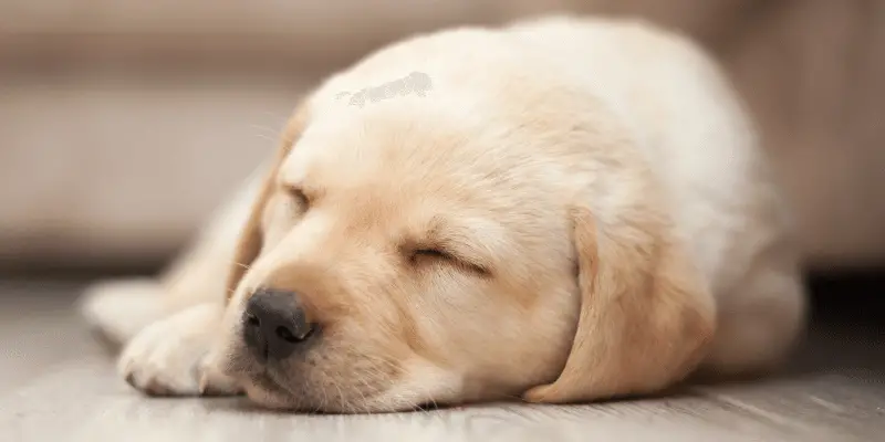 labrador puppy sleeping