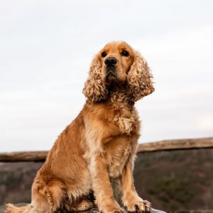 what are cocker spaniels prone to