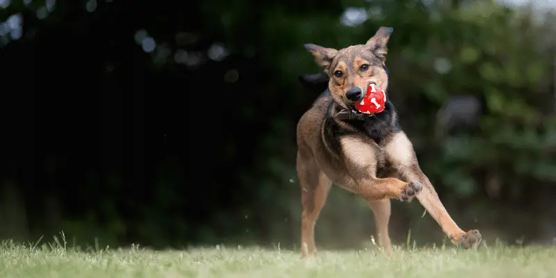 mixed breed dog playing with ball