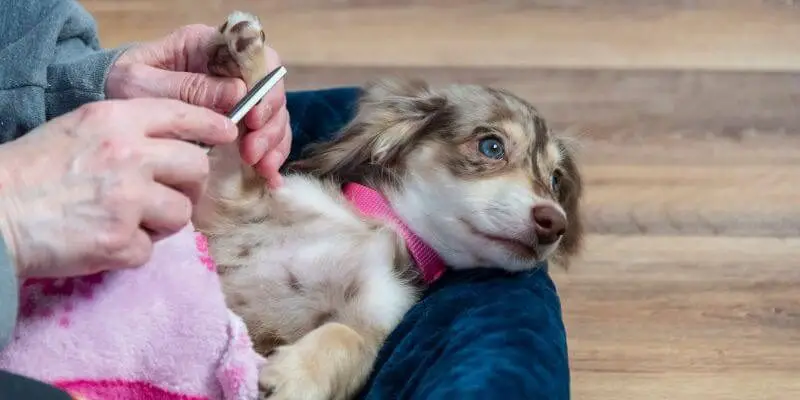 nail trim on a puppy