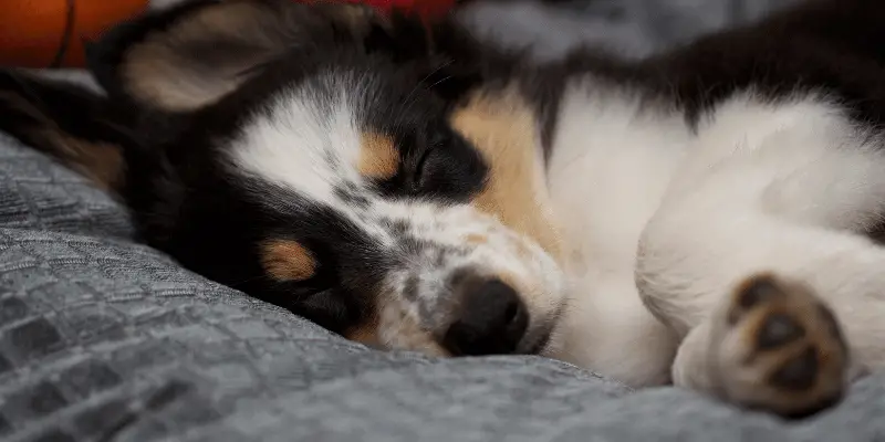 puppy asleep on bed