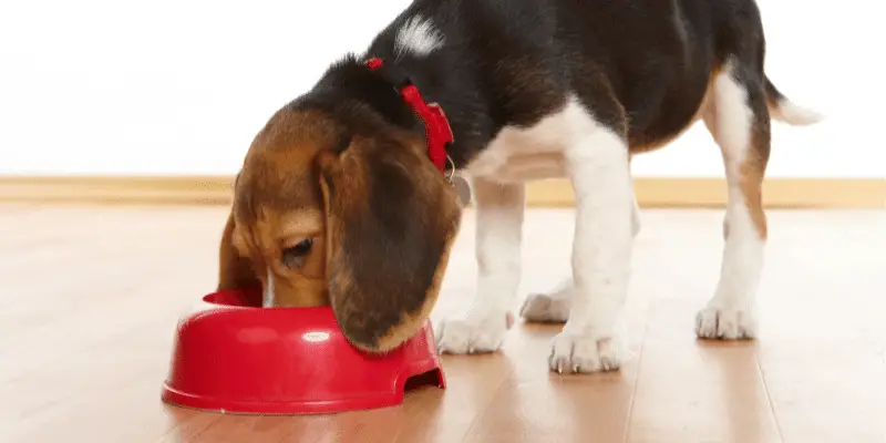 beagle puppy eating