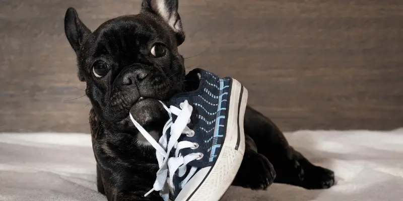 puppy chewing shoe