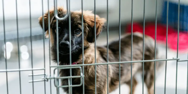 puppy crying in crate