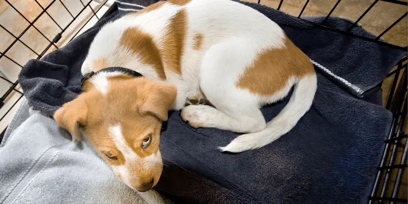 puppy crying in its crate at night