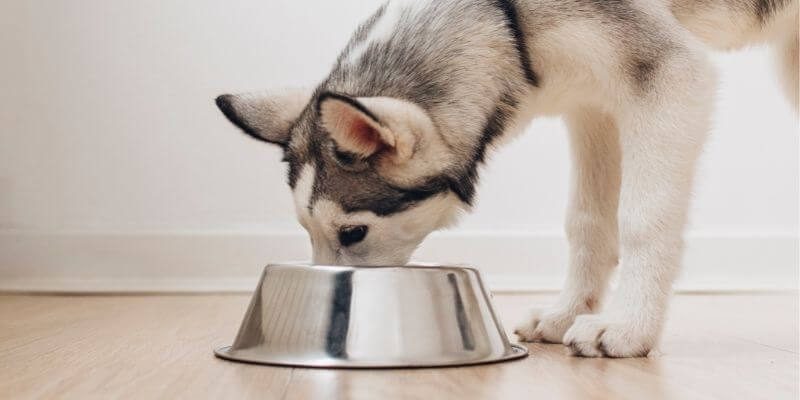 puppy drinking from bowl at night