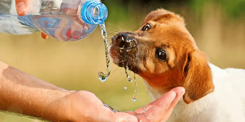 puppy drinking water from a bottle
