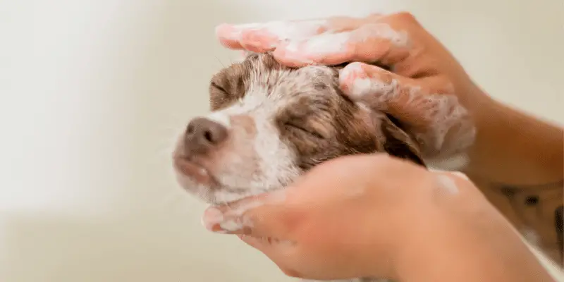 puppy head clean in bath