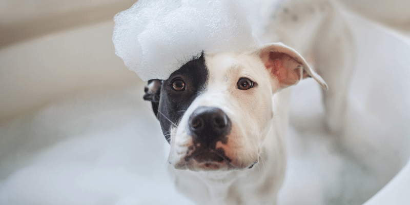 puppy pitbull in the bath