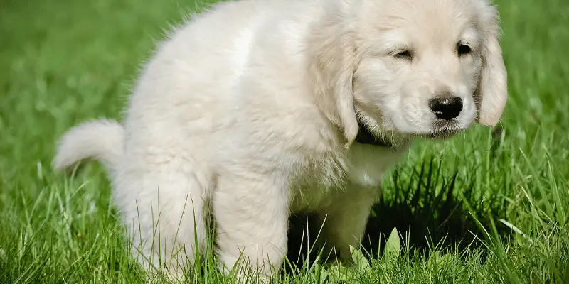 can an 8 week puppy sleep through the night