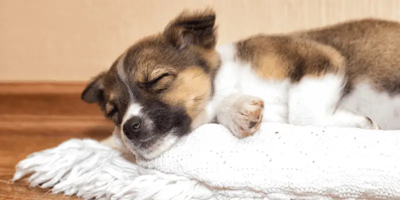 puppy sleep on dog bed