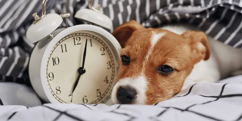 puppy differing sleep schedule