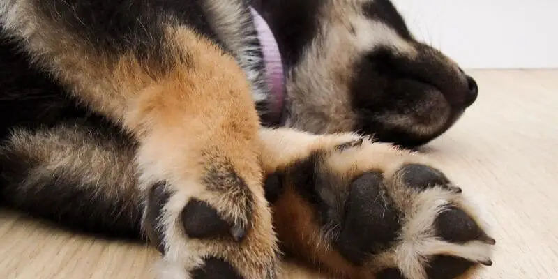 puppy asleep paws