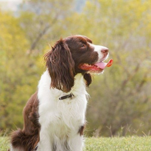 springer_spaniel_breed_information