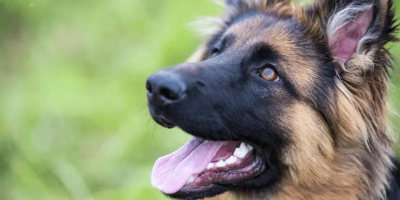 young German Shepherd